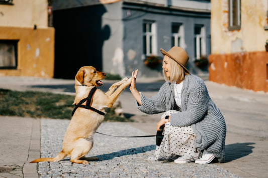 The Health Benefits of Owning a Dog: A Lifelong Companion for Better Well-being