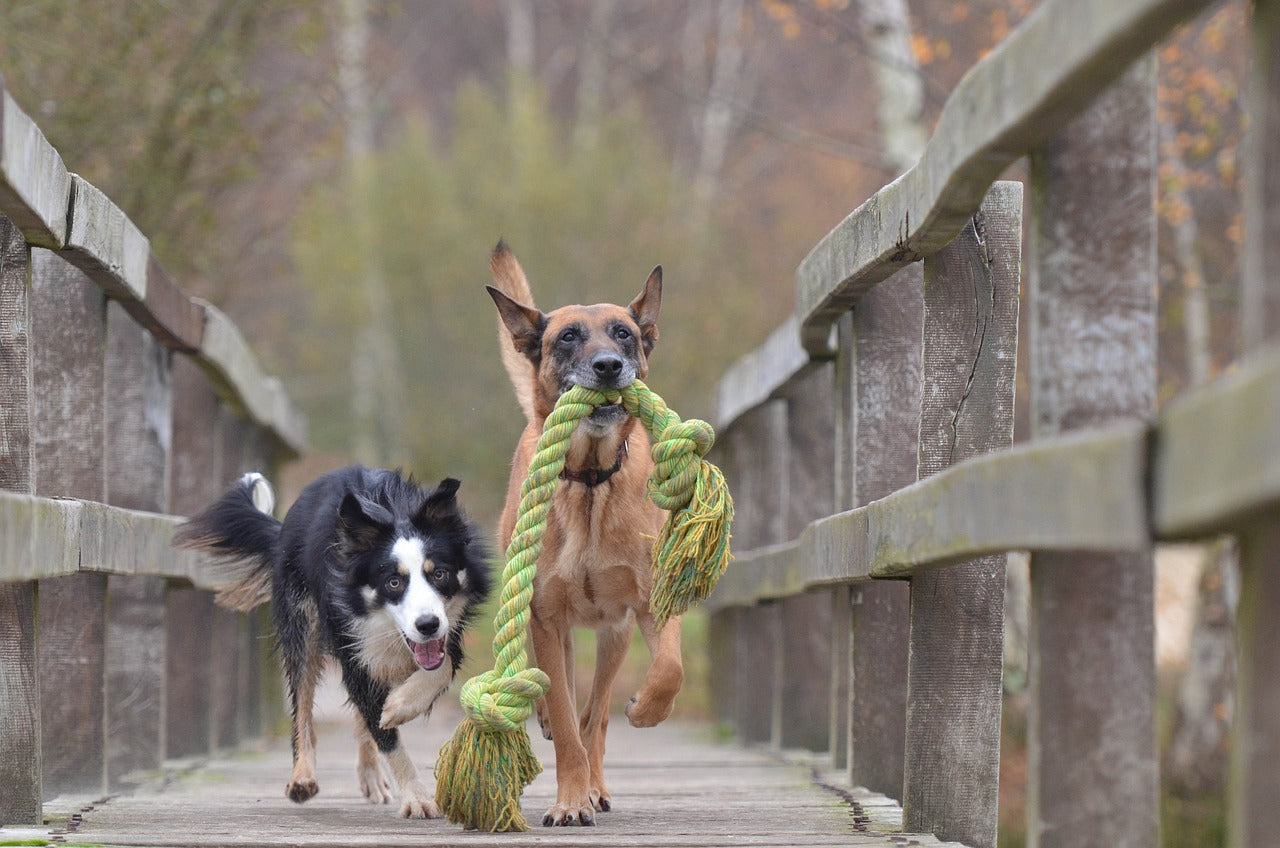 Choosing the Perfect Dog Toy: A Tail-Wagging Guide – House of Shepherds